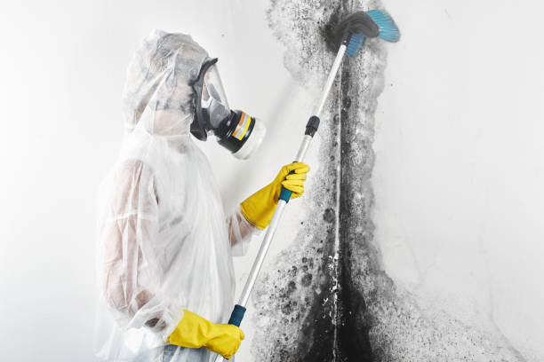 Best Commercial Mold Inspection  in Camden, TN