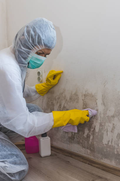 Best Water Damage & Mold Remediation  in Camden, TN